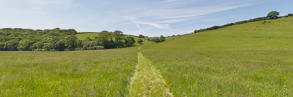 Helsbury's Dog Friendly Back Garden