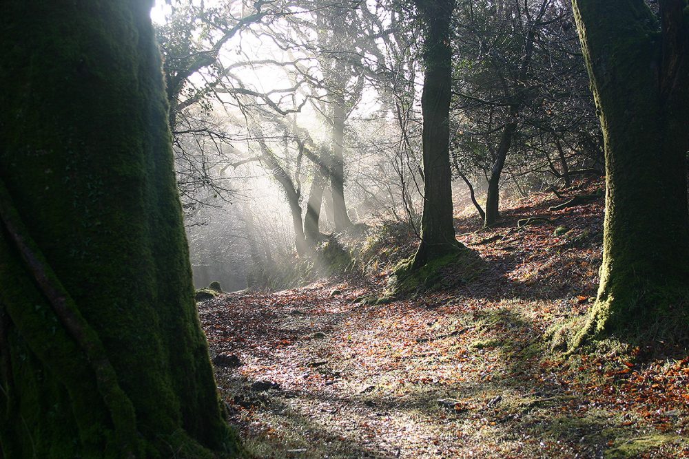 the ancient woodland at helsbury park