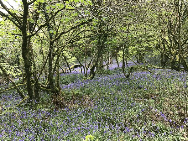 bluebell woods at helsbury park