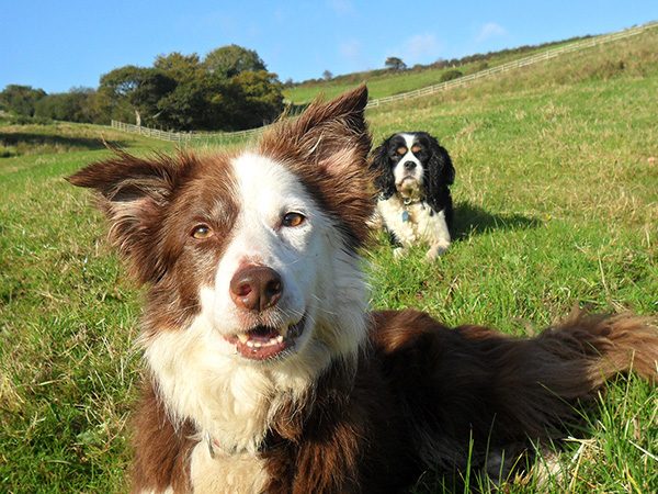 Dog friendly helsbury park