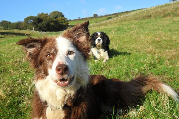 Dog holidays at Helsbury Park