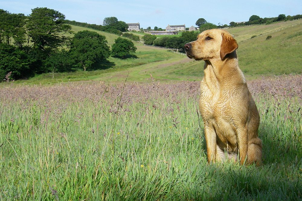 Dog holidays at Helsbury Park