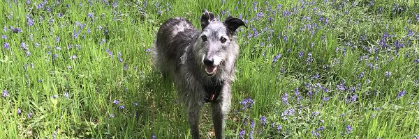 Dog holidays at Helsbury Park