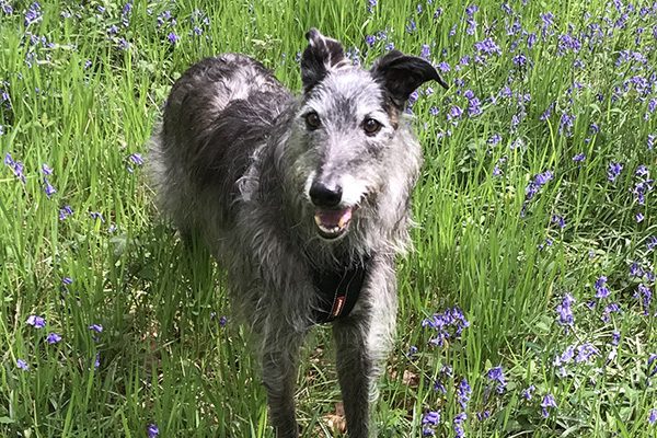 Dog holidays at Helsbury Park