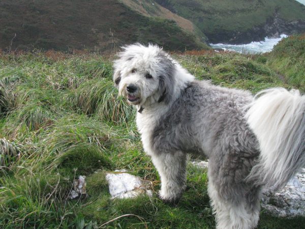 Places to go with your dog in Cornwall