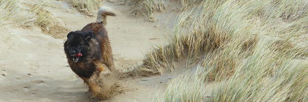 Dog friendly holidays at Helsbury Park