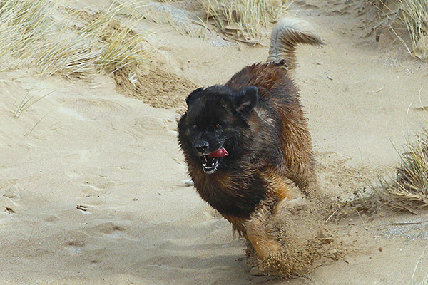 dog friendly holiday cottages in cornwall