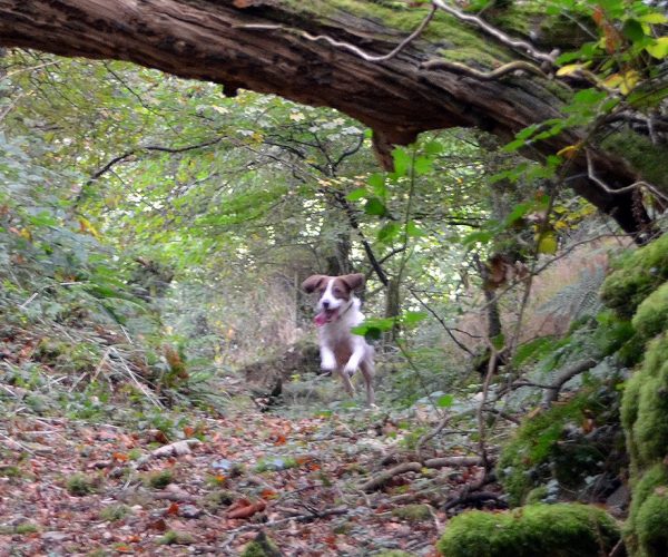 Dog holidays at Helsbury Park