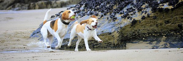 Places to go with your dog in Cornwall