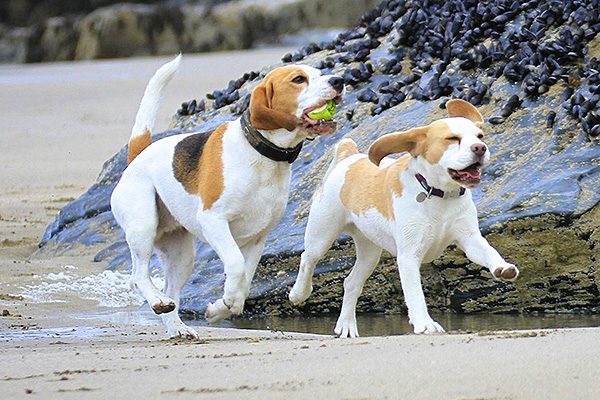 Places to go with your dog in Cornwall