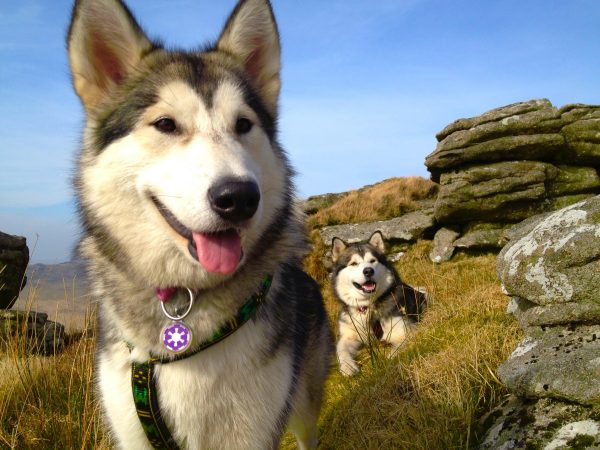 Dog holidays at Helsbury Park