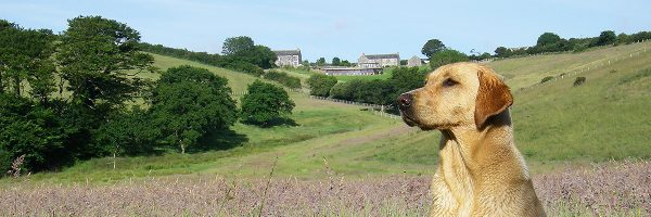 Dog friendly cottages in the heart of north cornwall