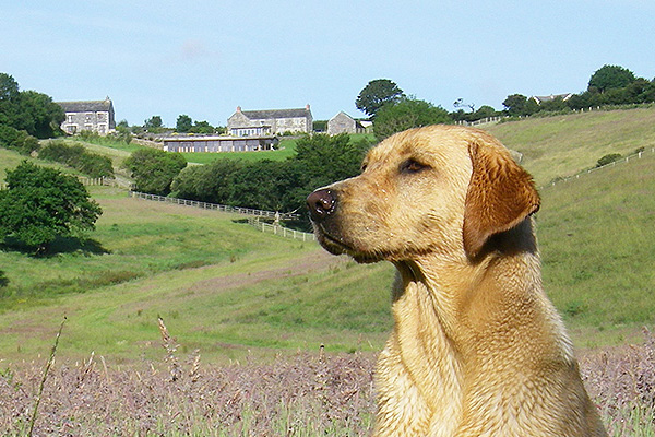dog friendly holiday cottages in cornwall