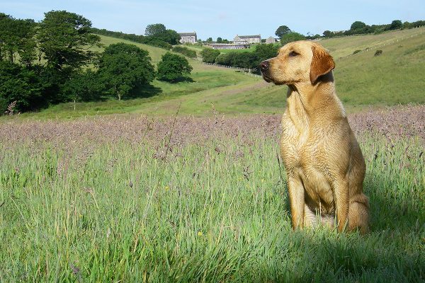 dog friendly walks at helsbury park