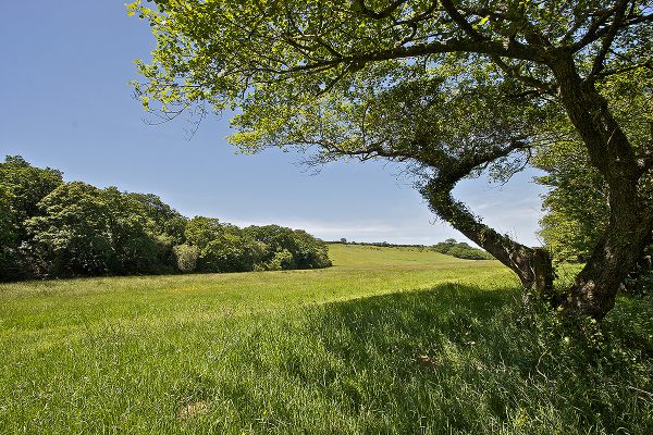 pasture at helsbury park