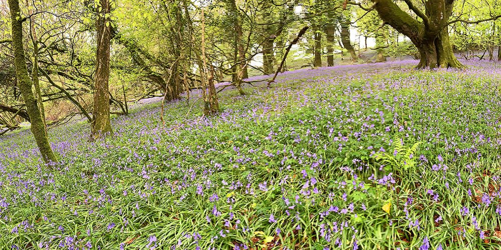 helsbury bluebells 2019