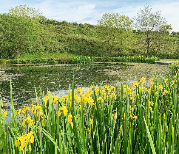 Helsbury Park Pond Wildlife Nature Walks