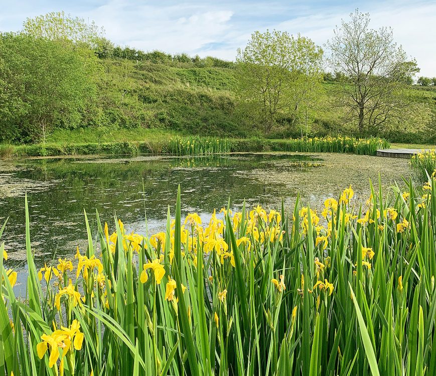 Helsbury Park Pond Wildlife Nature Walks