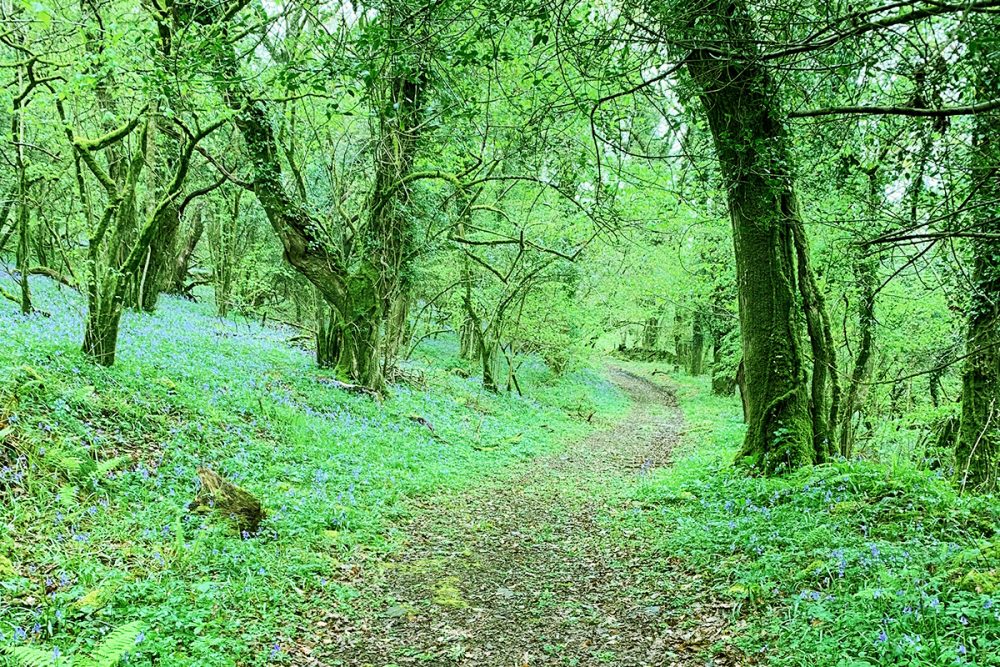 forest bathing at helsbury park