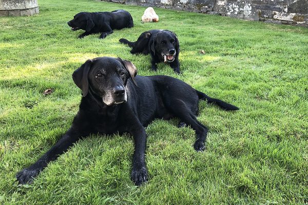 Hector, the oldest dog at Helsbury