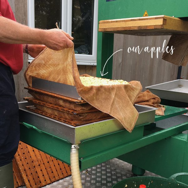 helsbury apple pressing