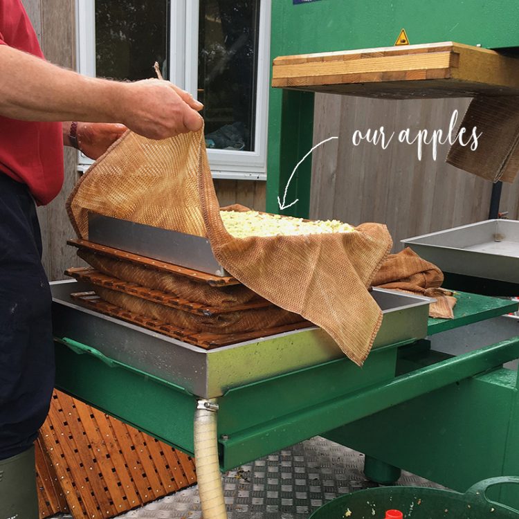 helsbury apple pressing