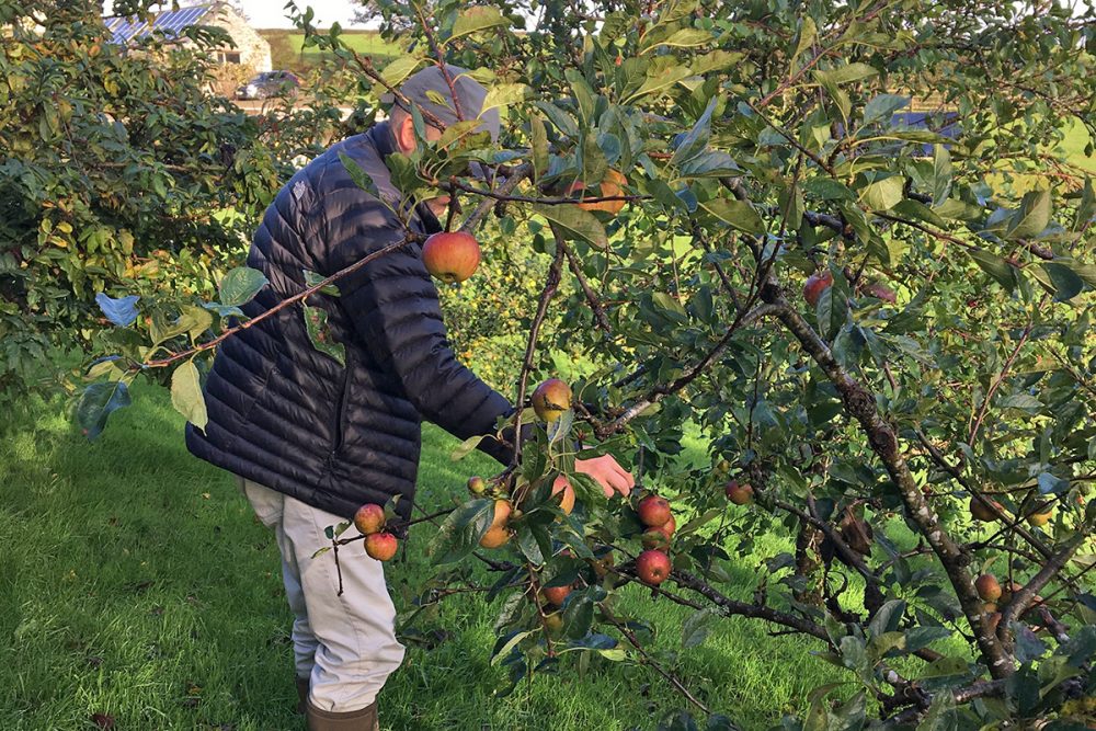 helsbury apple picking