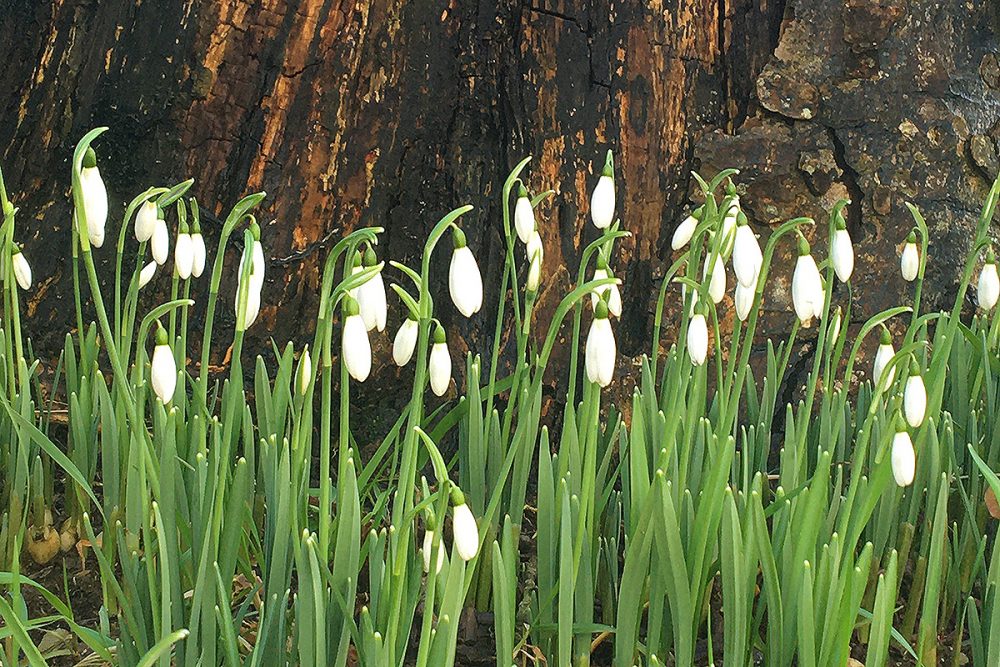 helsbury snowdrops