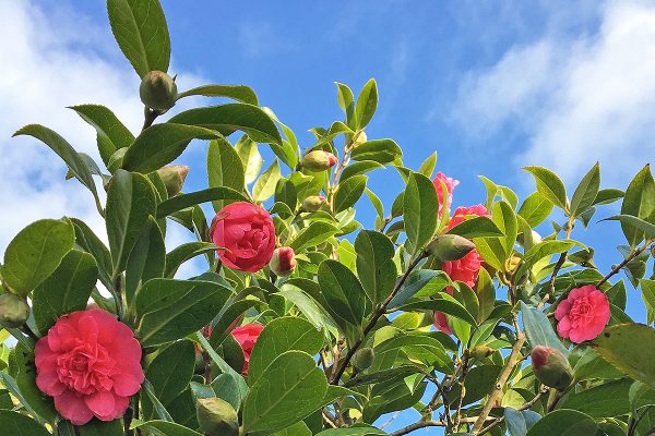 cornwall camellias