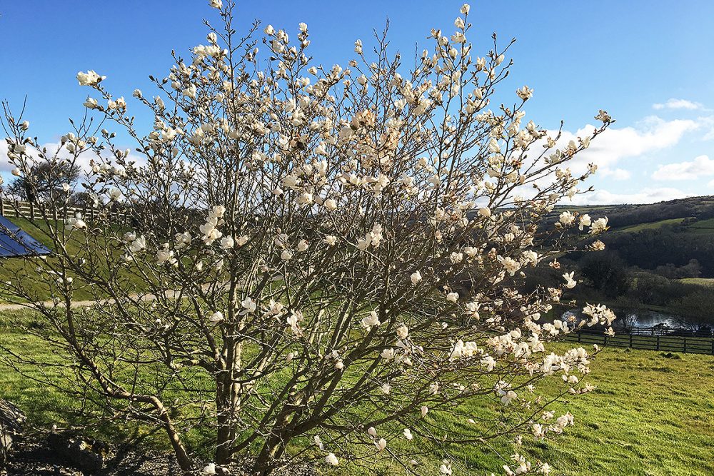 helsbury park spring