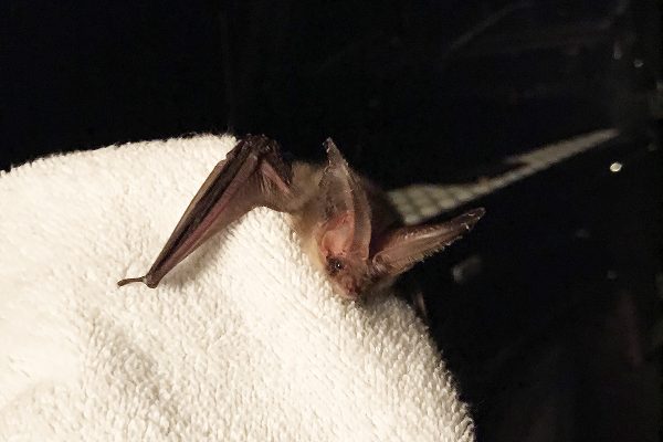brown long eared bat
