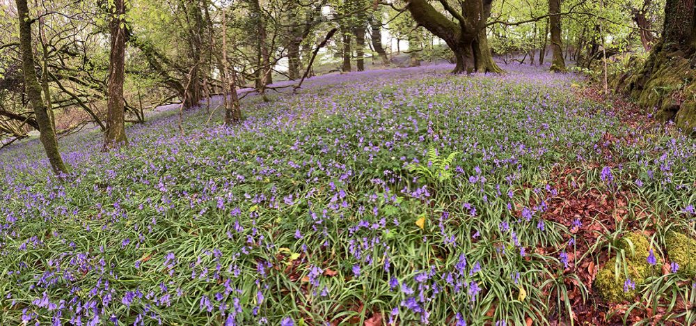 helsbury bluebells