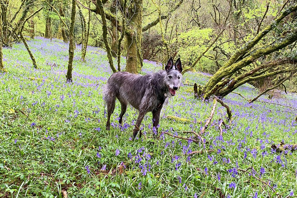 solly and bluebells