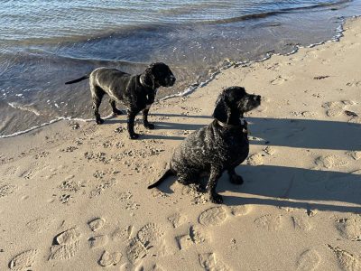 dog friendly beaches cornwall