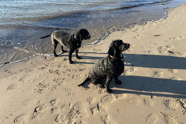 dog friendly beaches cornwall