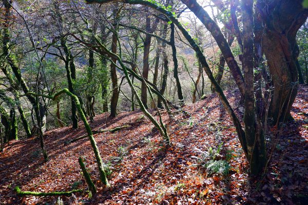 helsbury autumn