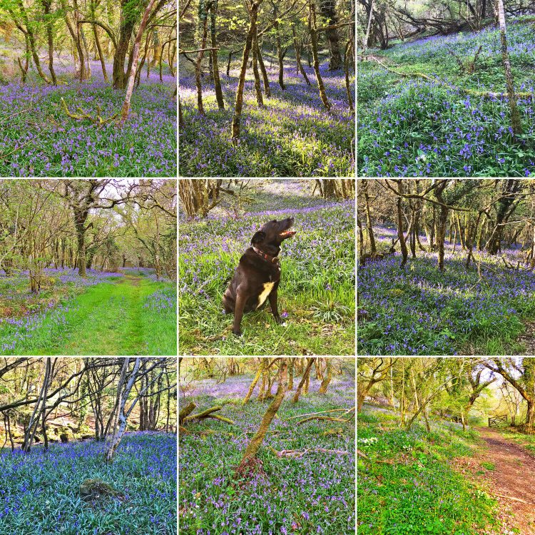 helsbury bluebells 2022