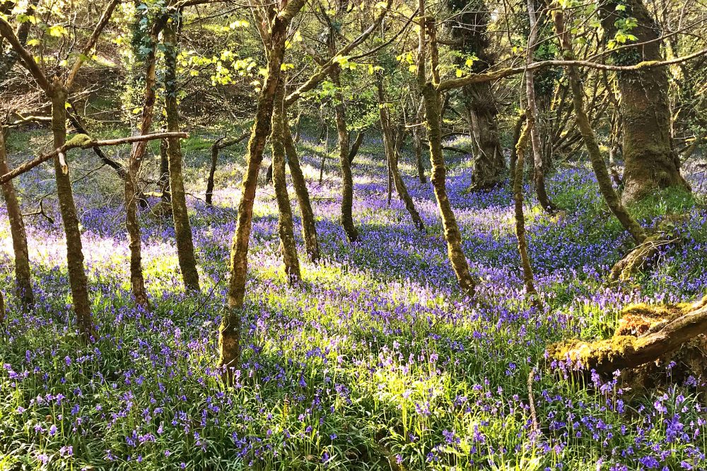 helsbury bluebells 2022