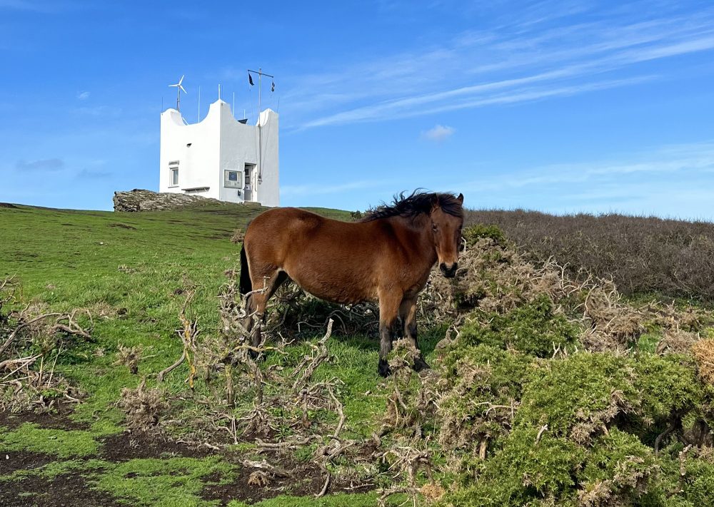 boscastle pony