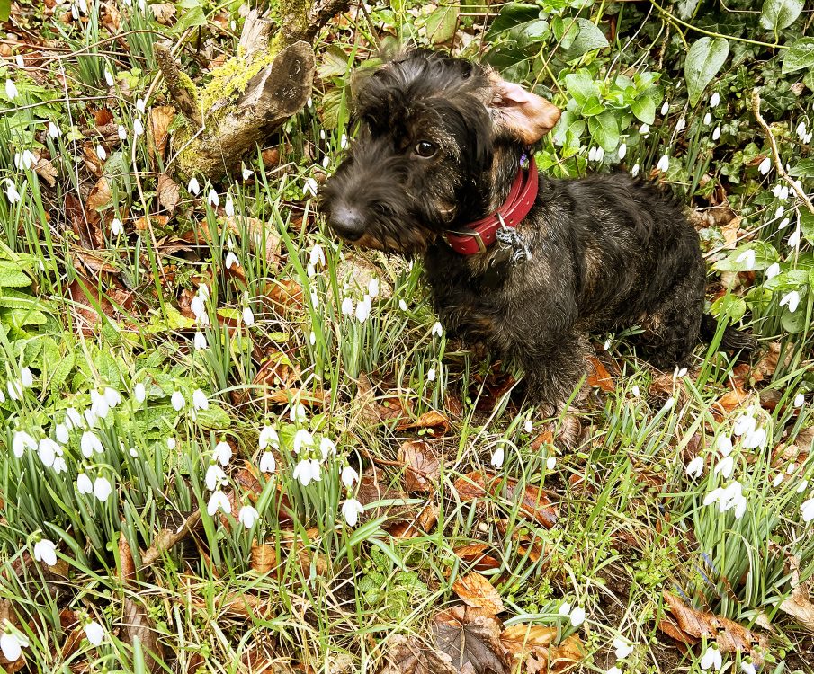 snowdrops