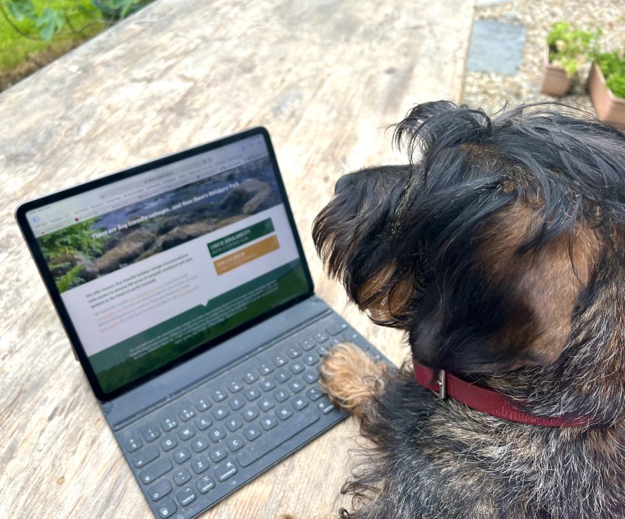 Bring Your Dog To Work Day