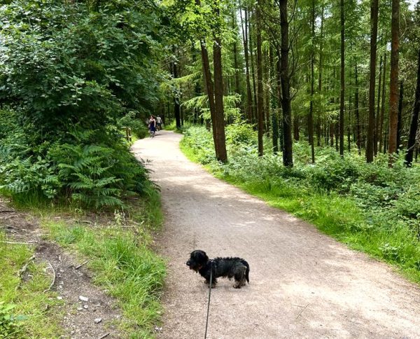 Haldon Woods Poe