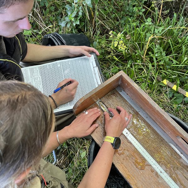 salmon survey