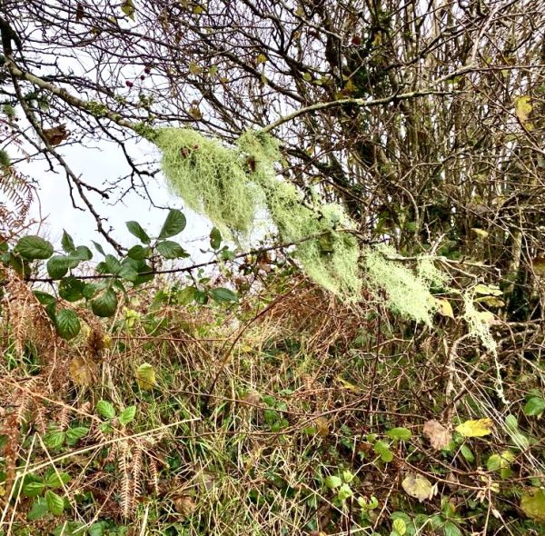 lichens