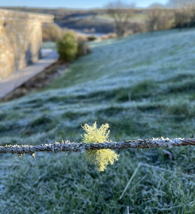 lichens