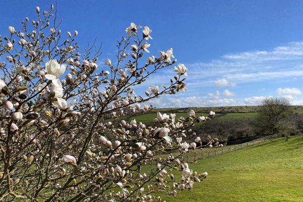 helsbury magnolia