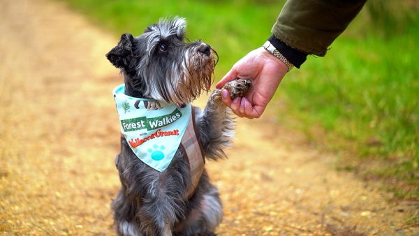 dog friendly walks