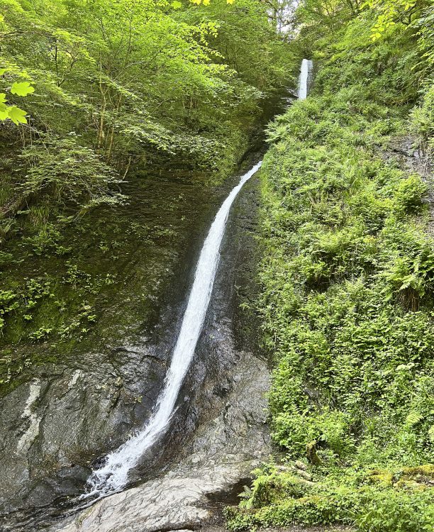 white lady falls