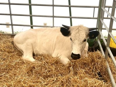 White Park (Royal Cornwall Show)