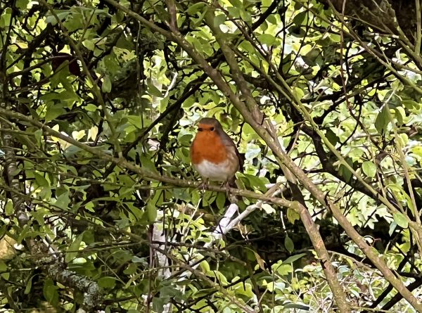 big garden birdwatch